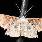 Boarmiine moth