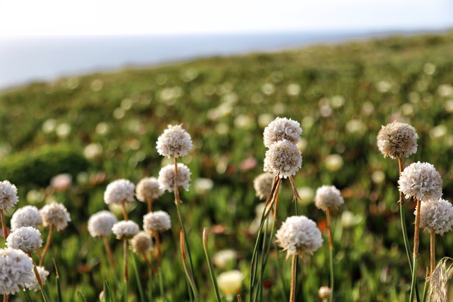 Cabo da Roca