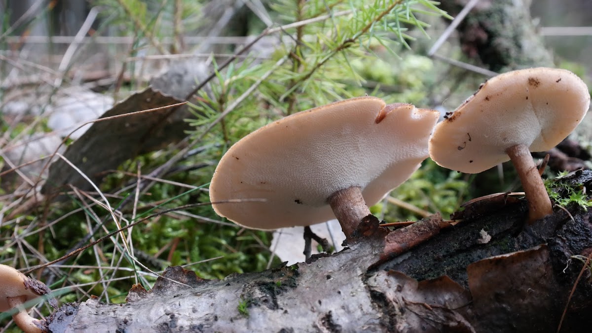 Polyporus Brumalis