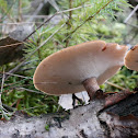 Polyporus Brumalis