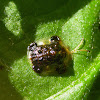 Clavate Tortoise Beetle