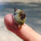 Nassa Mud Snail