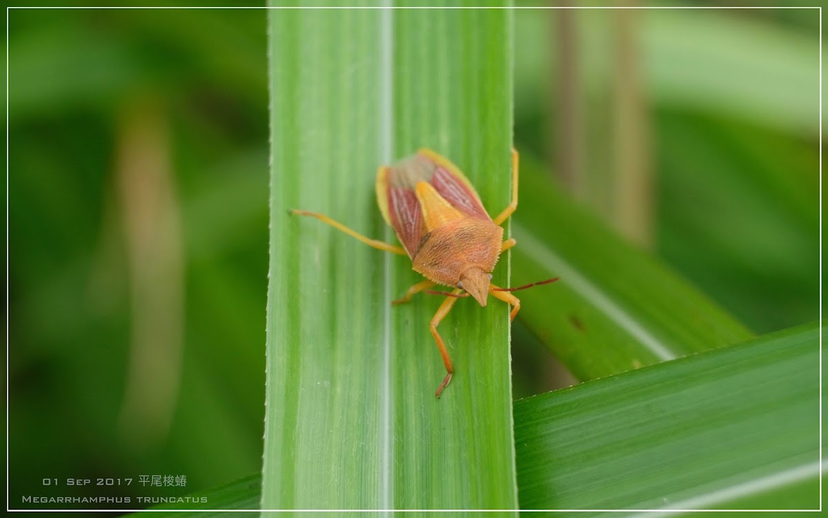 Megarrhamphus truncatus 平尾梭蝽