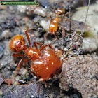 Tropical fire ant