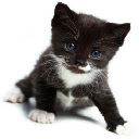 Adorable Kitten Theme 3 Chrome extension download
