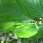 Pale Green Assassin Bug