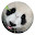 Panda HD New Tabs Popular Animals Themes