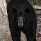 American Black Bear