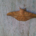 Brown Saturniid Moth