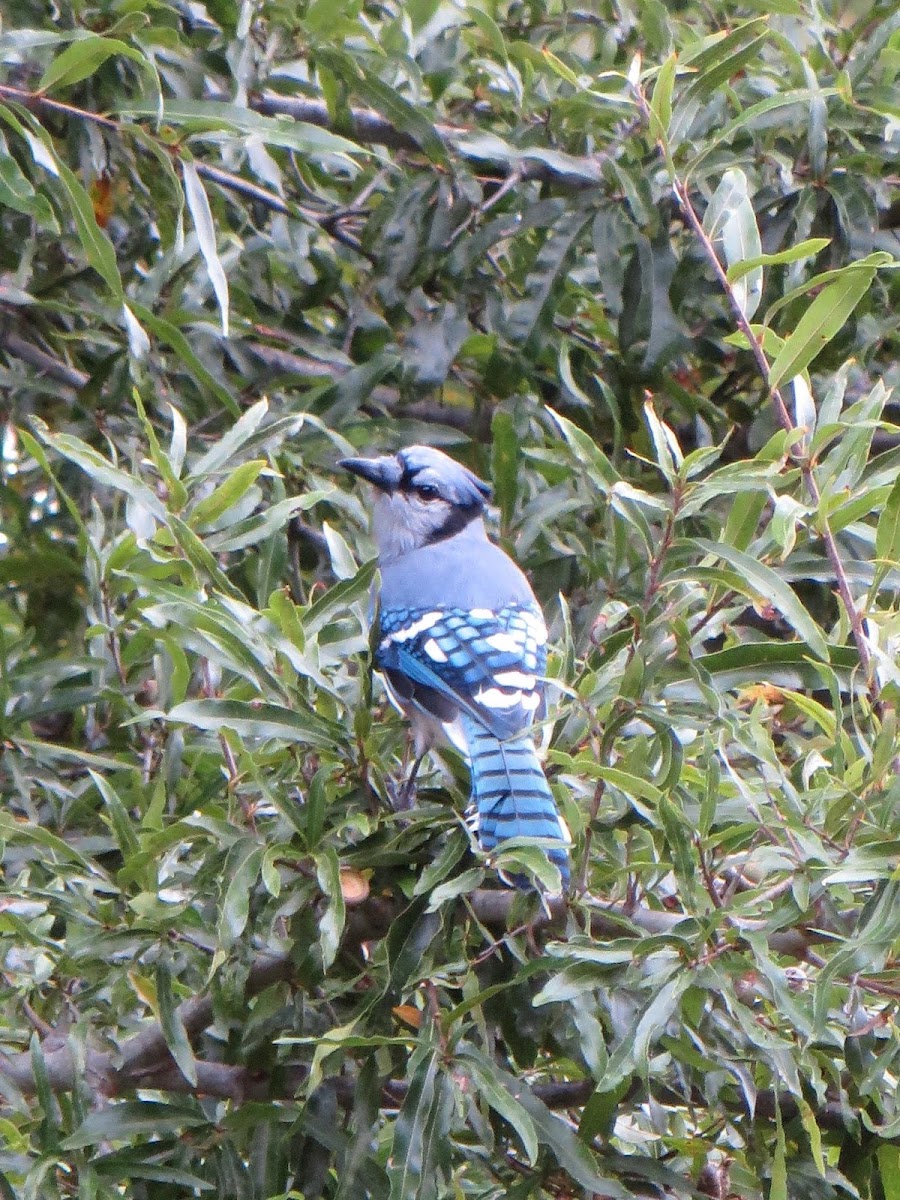 blue jay