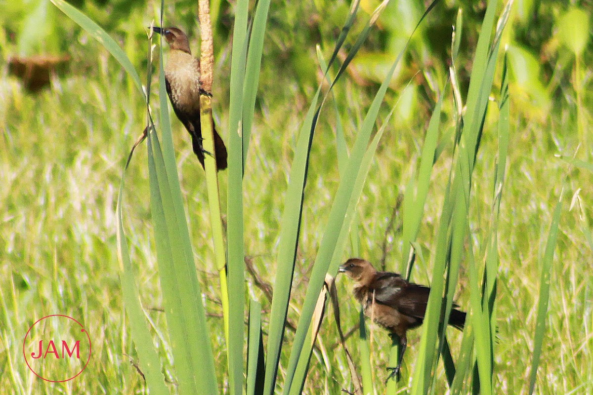 Boat-tailed Grackle (female)