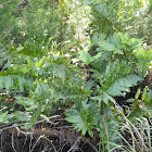 Giant Leather Fern