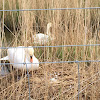 Mute Swan