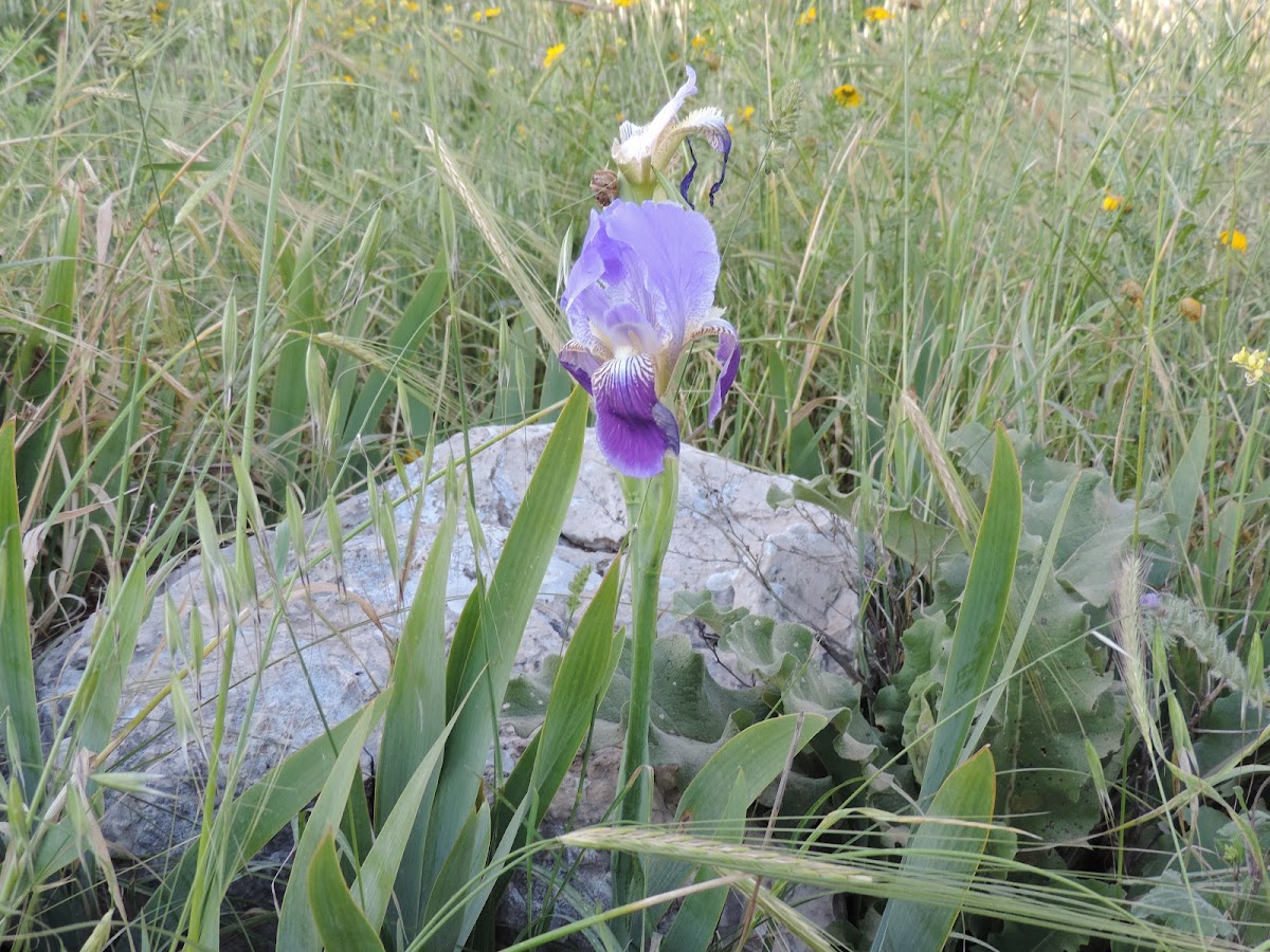 Mesopotamian iris