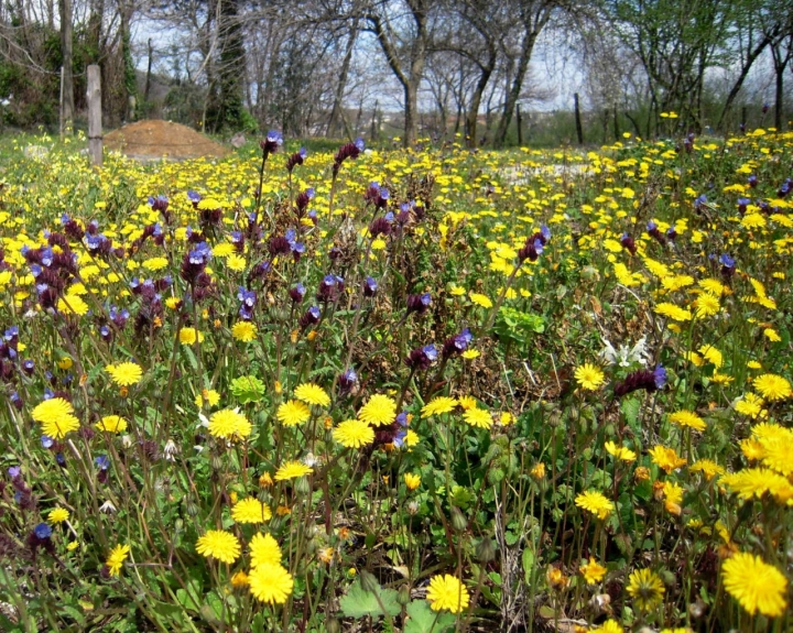 Una pennellata di colori di annix