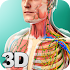 Human Anatomy 1.3