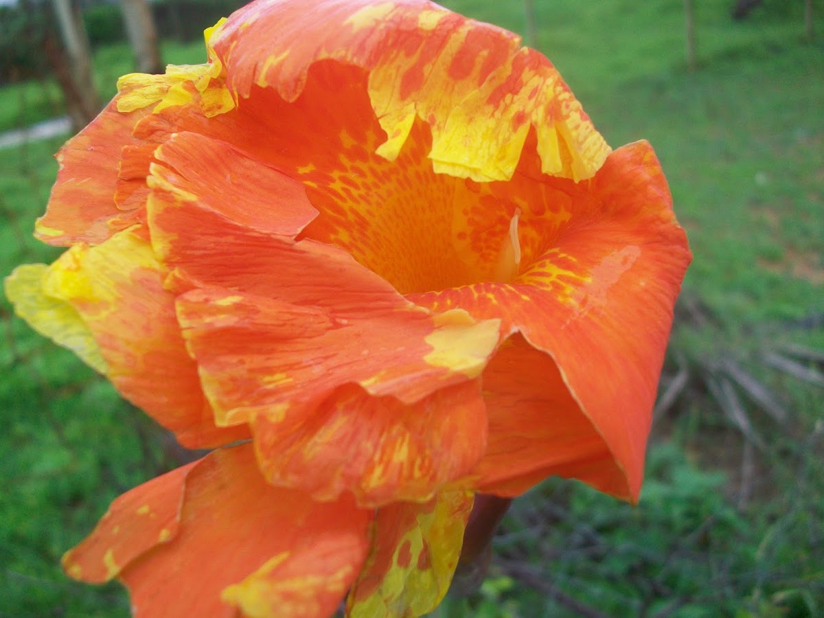 Canna Lily