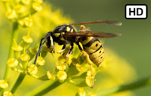 Wasps HD Wallpapers New Tab Theme small promo image