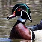 Wood Duck (Male)