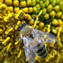 Western honey bee