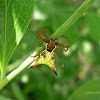 Arrow-shaped Micrathena