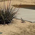 White Wing Dove & Red Tip Yucca