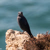 Blue Rock Thrush