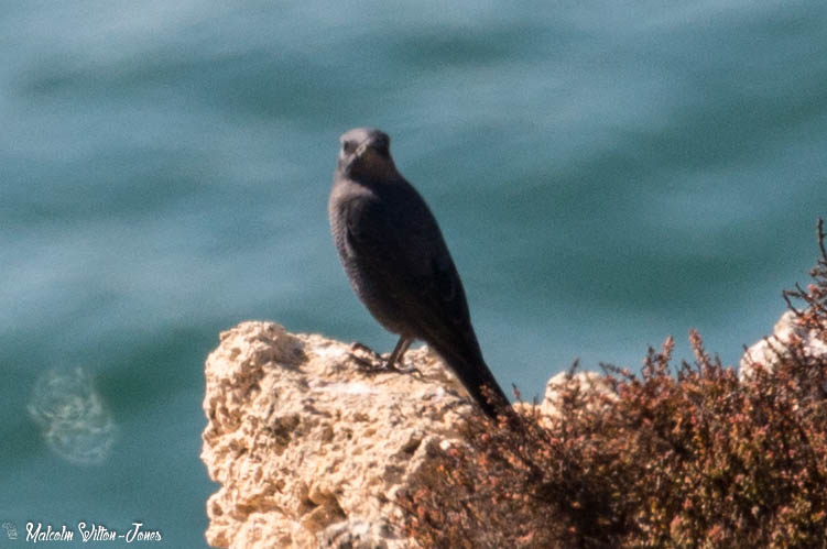 Blue Rock Thrush