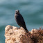 Blue Rock Thrush