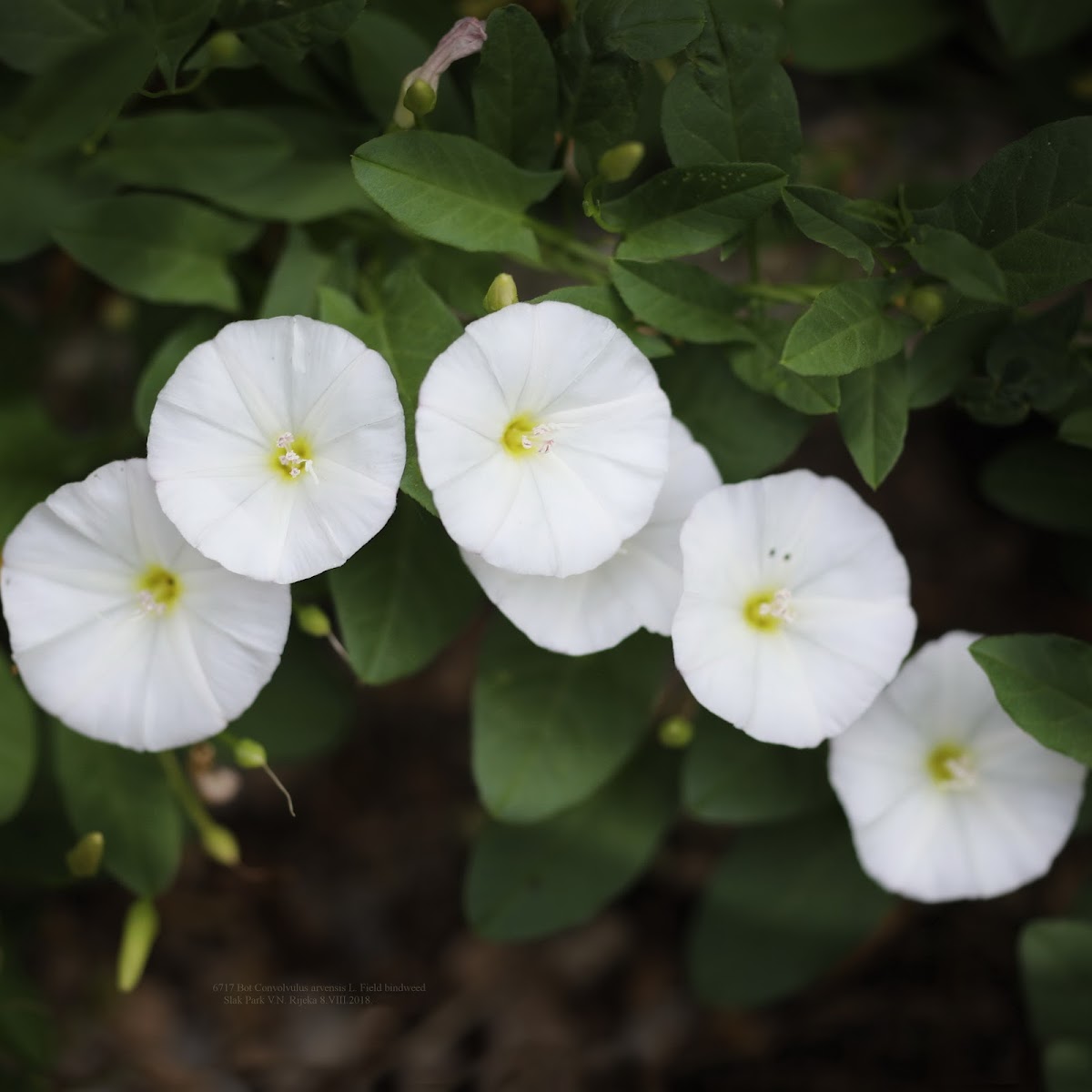 Field bindweed