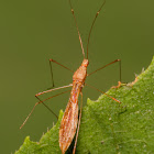 Stilt Bug