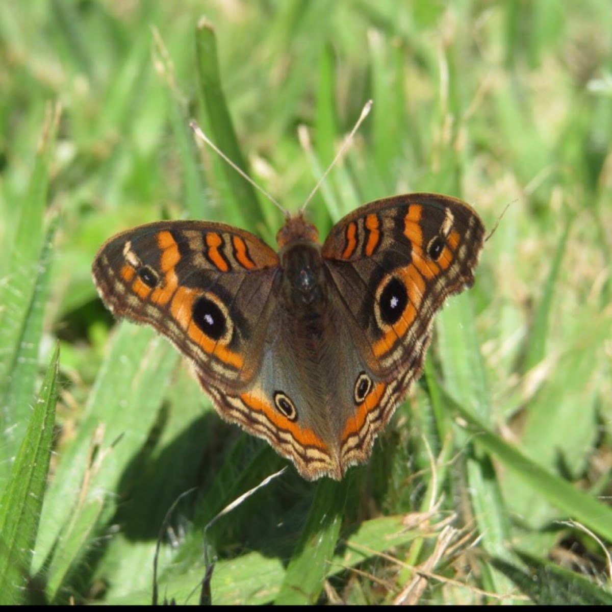 Mangrove buckeye