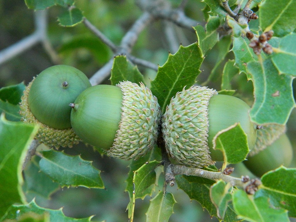 Kermes oak (Πουρνάρι)