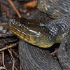 Mississippi Green Water Snake