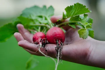 healthy-vegetables-hand-gardening