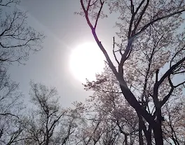 桜、綺麗ですよね