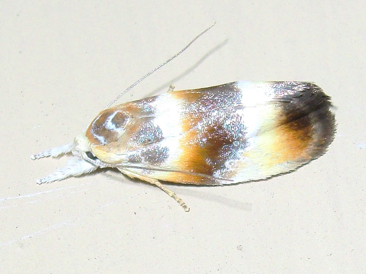 Oecophorid moth