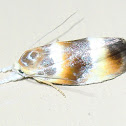 Oecophorid moth