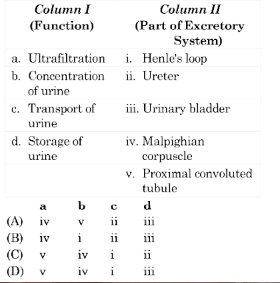 Urine Formation