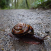 Pacific Sideband Snail