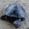 Black-lined Toadhead Turtle