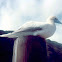 Red-footed Booby