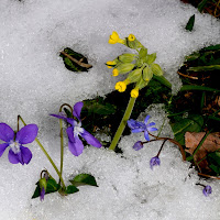 Dalla neve sboccia la primavera di 