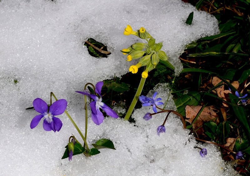 Dalla neve sboccia la primavera di benny48