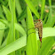 Female Scorpion Fly