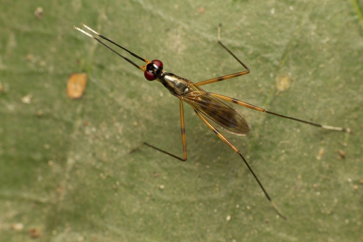 Stilt-legged fly