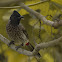 Red Vented Bulbul