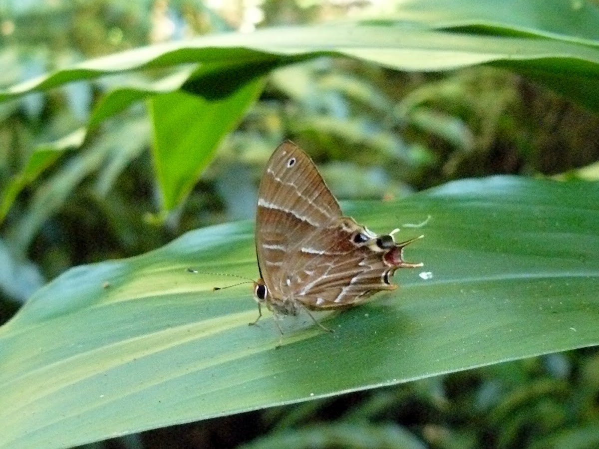 Saribia tepahi