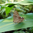 Saribia tepahi