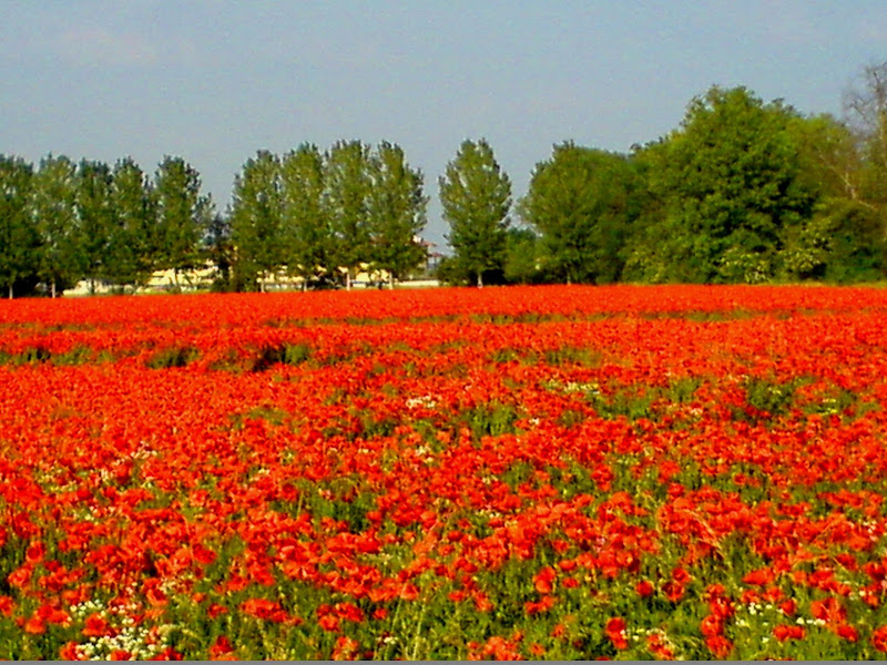 Maggio.. Tulipani di angelina